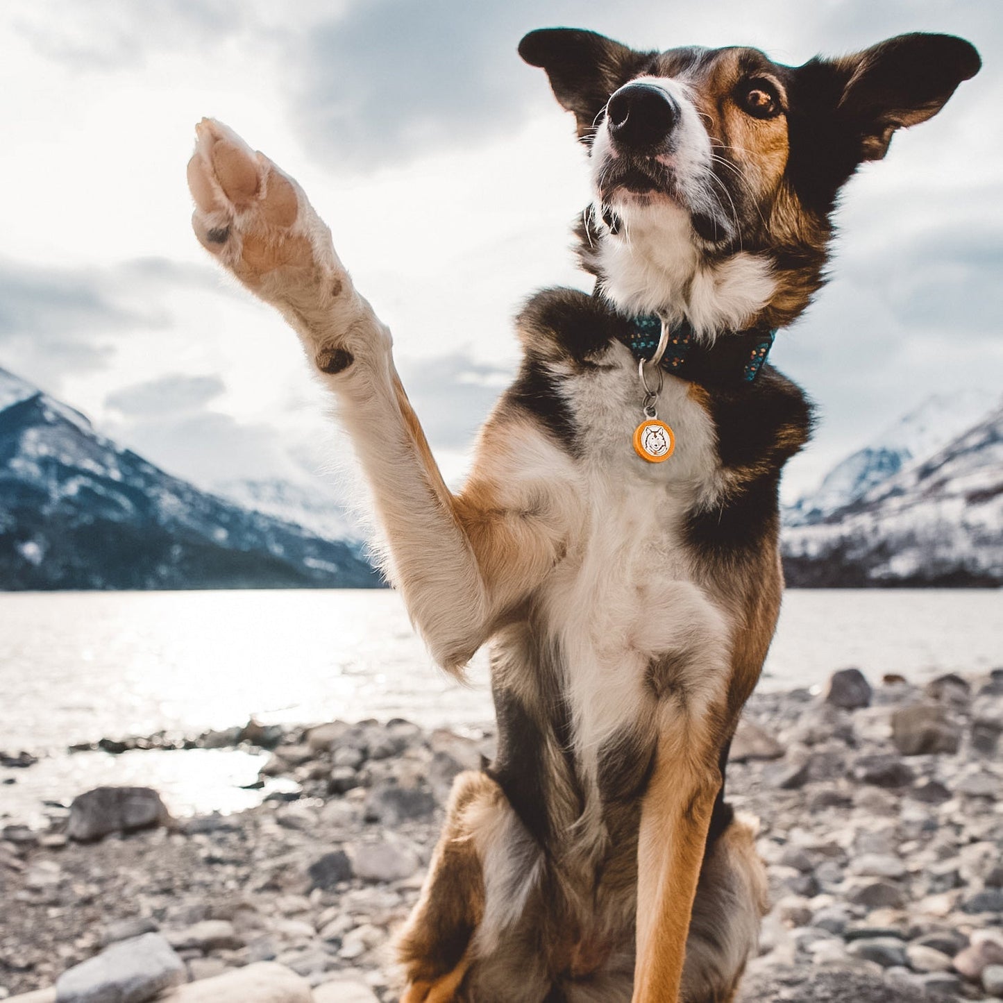 Wilderdog Silicone Tag